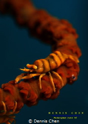 Whip Coral Shrimp - Pontonides ankeri by Dennis Chen 